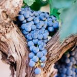 ARE HYBRID GRAPES THE FUTURE OF WINE?